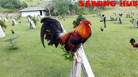 BLUE BLADE GAMEFARM Cong. sonny Lagon San Pablo City, .